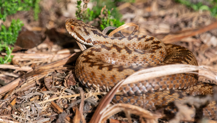 Recherche et observation des reptiles des landes
